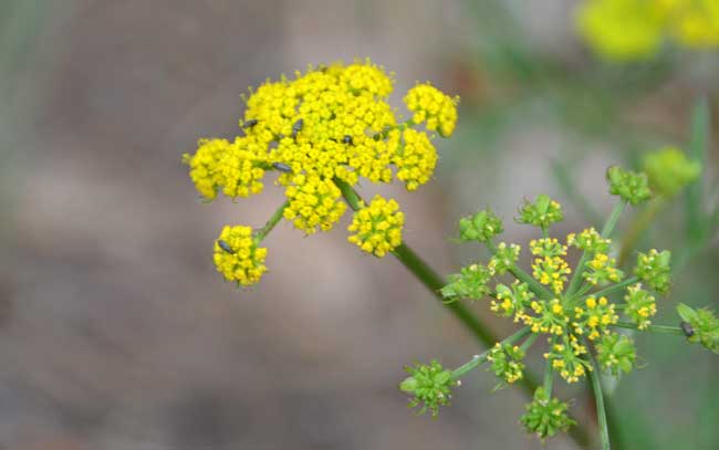 Cymopterus lemmonii, Alpine False Springparsley, Southwest Desert Flora